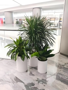 江北盆景出租方案来袭，绿植焕新好去处！